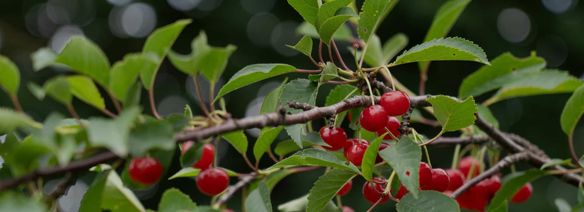 Prunus cerasus de jardains de chez emmy