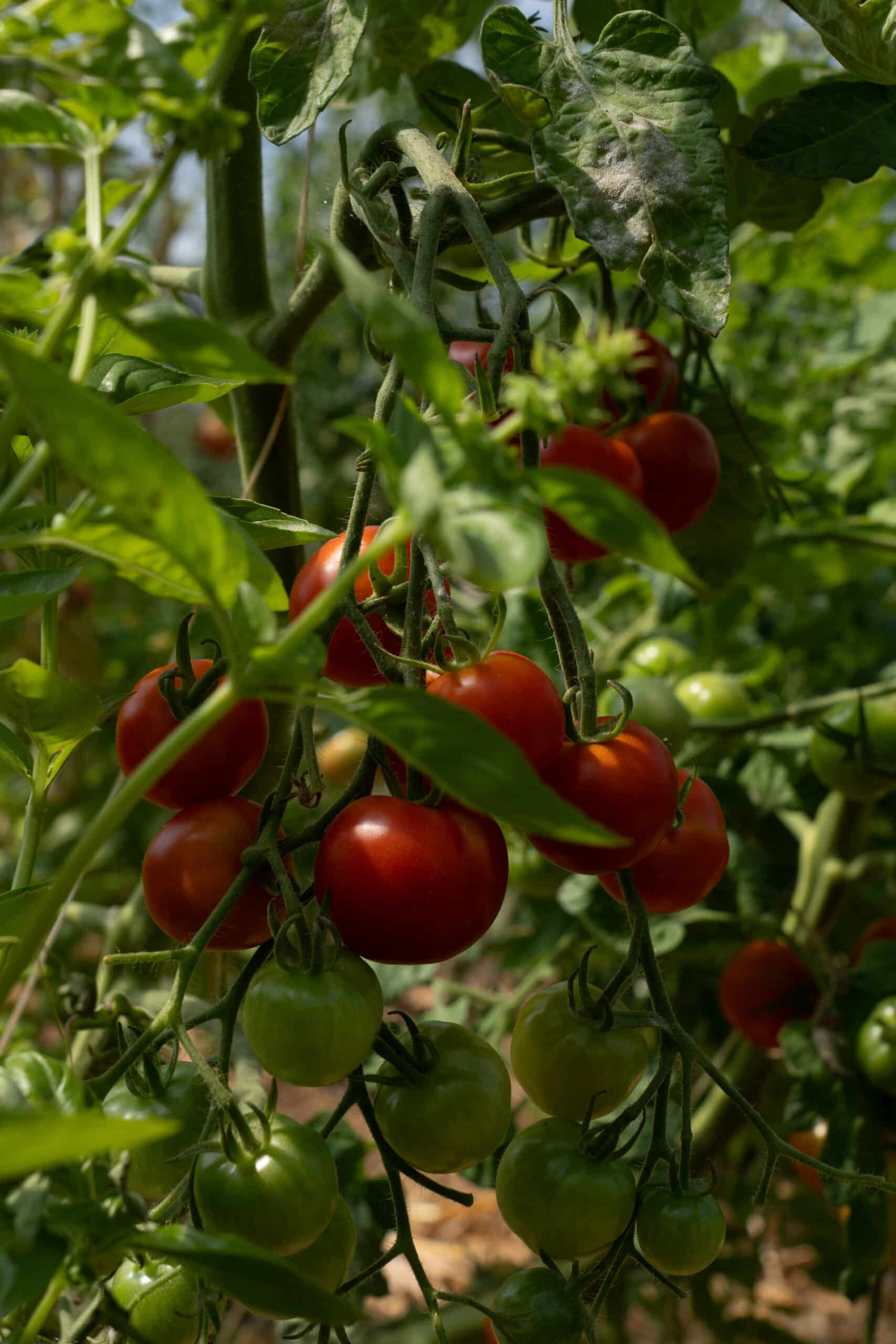 Tomates de jardain de chez emmy