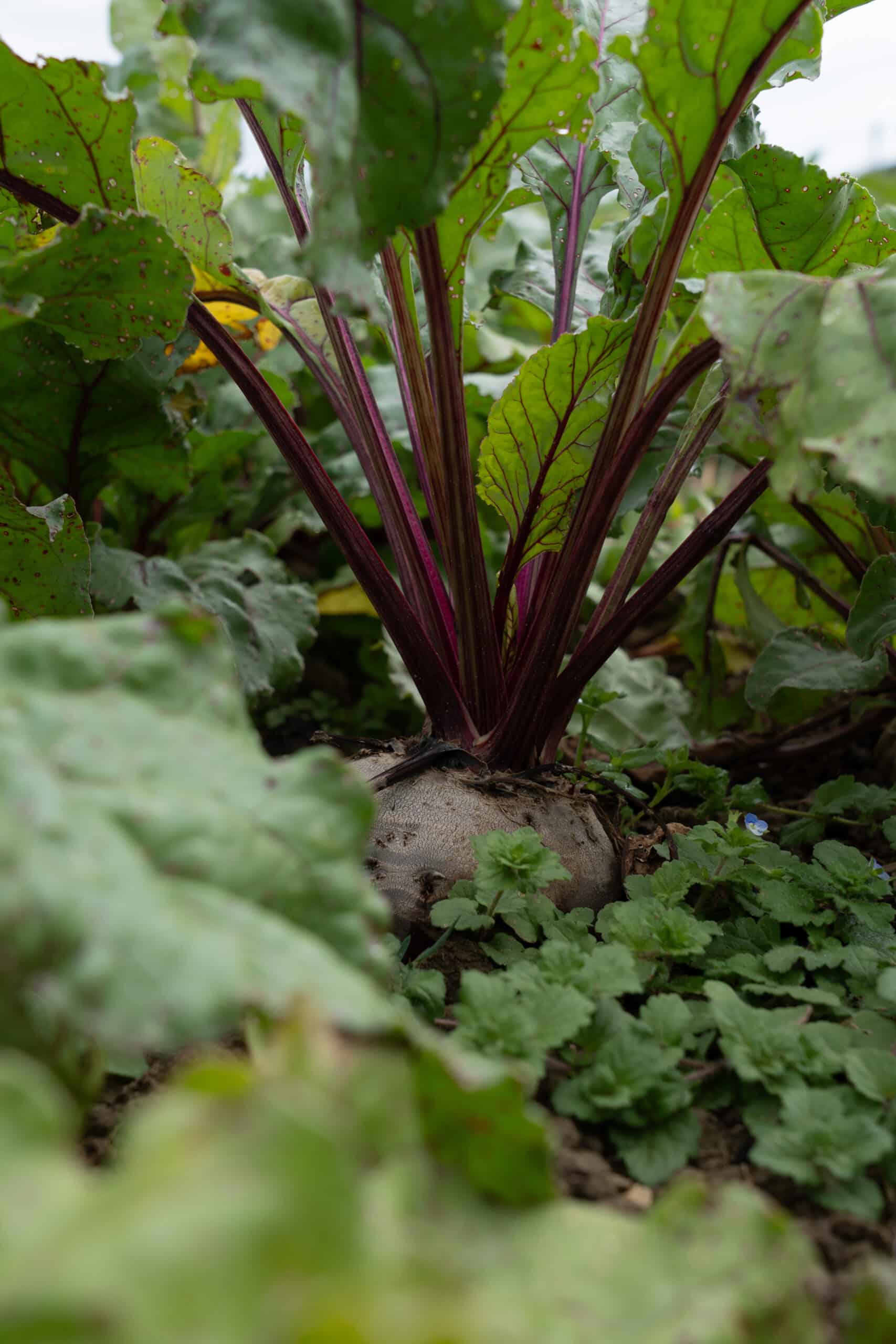 Feuille de betterave rouge de jardain de chez emmy