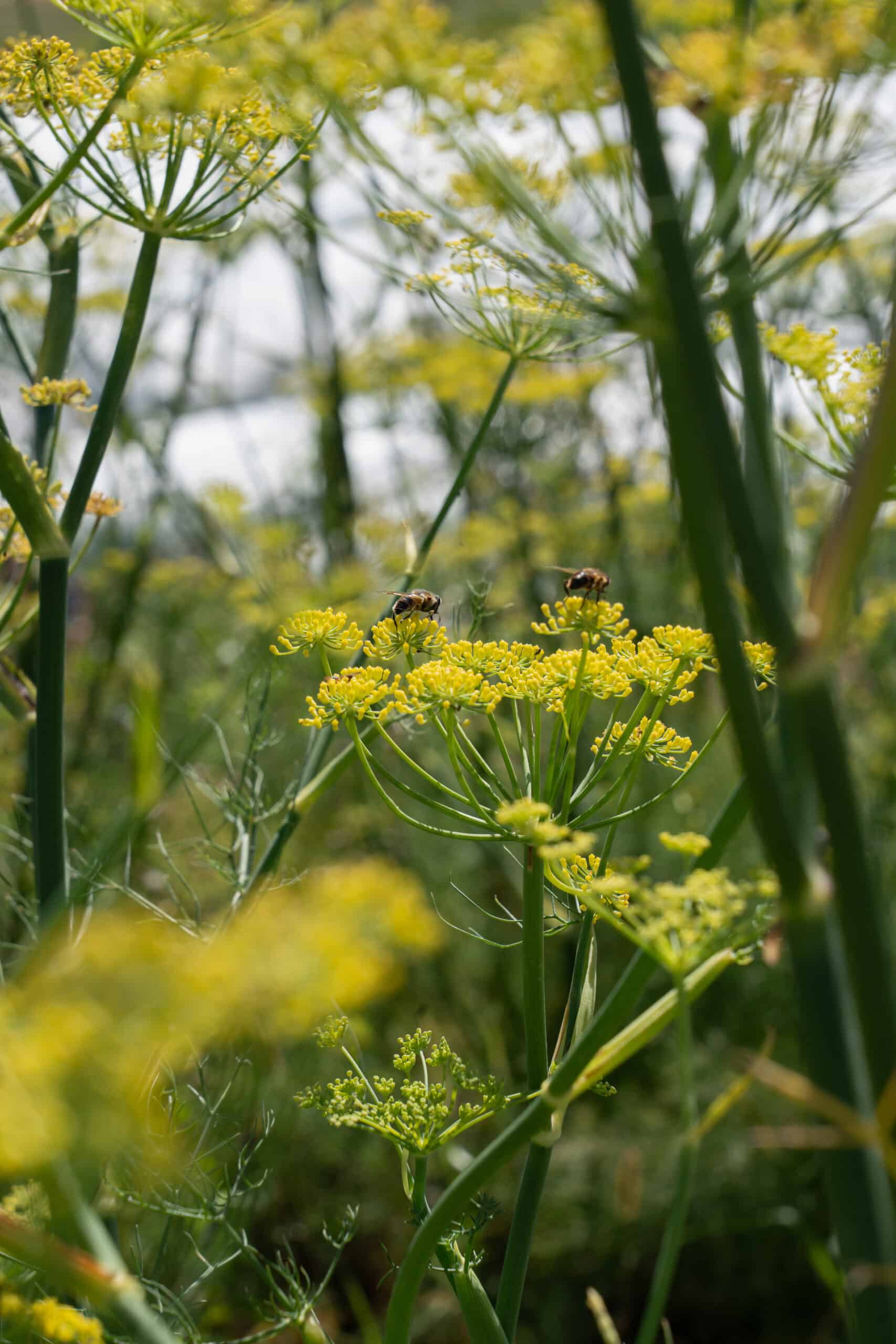 Fleurs de fenouil commun